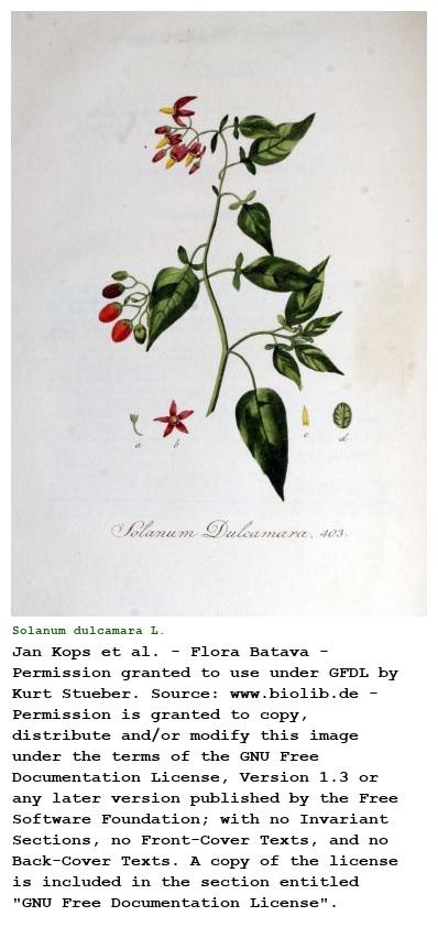 Solanum dulcamara L.